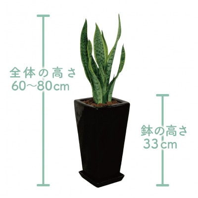 【観葉植物】サンスベリア ブラック陶器鉢(019-1405)