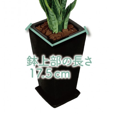 【観葉植物】サンスベリア ブラック陶器鉢(019-1405)