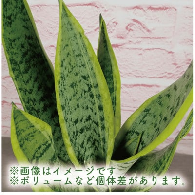 【観葉植物】サンスベリア ブラック陶器鉢(019-1405)