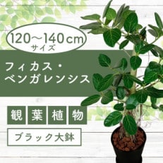 【観葉植物】フィカス・ベンガレンシス 一本立ち ブラック大鉢(110-1458)