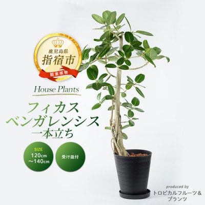 【観葉植物】フィカス・ベンガレンシス 一本立ち ブラック大鉢(110-1458)