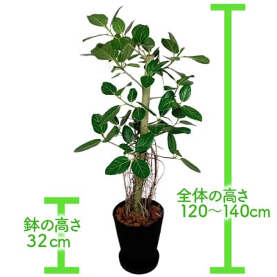 【観葉植物】フィカス・ベンガレンシス 一本立ち ブラック大鉢(110-1458)