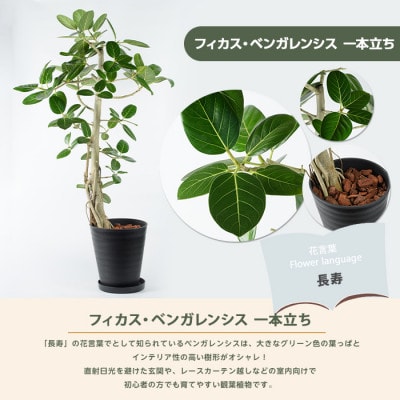 【観葉植物】フィカス・ベンガレンシス 一本立ち ブラック大鉢(110-1458)
