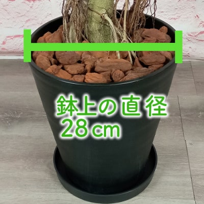 【観葉植物】フィカス・ベンガレンシス 一本立ち ブラック大鉢(110-1458)