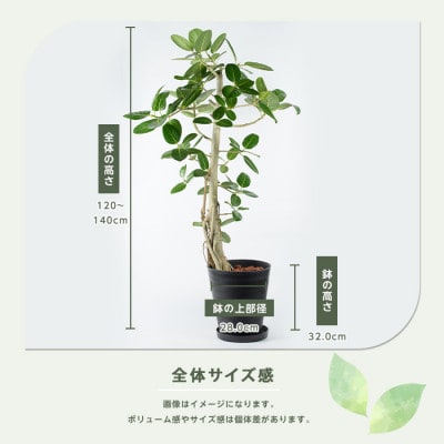 【観葉植物】フィカス・ベンガレンシス 一本立ち ブラック大鉢(110-1458)