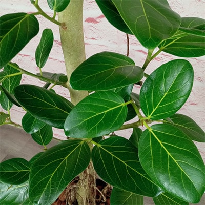 【観葉植物】フィカス・ベンガレンシス 一本立ち ブラック大鉢(110-1458)