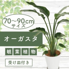 【観葉植物】オーガスタ 70cm～90cm(014-1375)