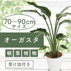 4月上旬～発送【観葉植物】オーガスタ 70cm～90cm(014-1375)