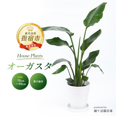 【観葉植物】オーガスタ 70cm~90cm(016-1375)