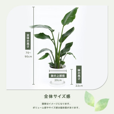 【観葉植物】オーガスタ 70cm~90cm(016-1375)