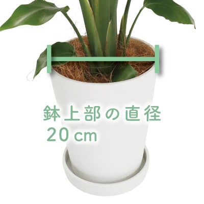 【観葉植物】オーガスタ 70cm～90cm(014-1375)