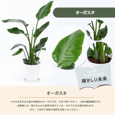 【観葉植物】オーガスタ 70cm~90cm(016-1375)