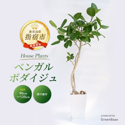 【観葉植物】ベンガルボダイジュ(フィカス・ベンガレンシス)90cm～120cm(027-1477)