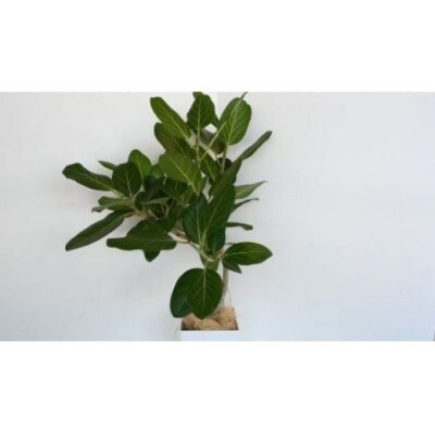 【観葉植物】ベンガルボダイジュ(フィカス・ベンガレンシス)8号(027-1477)