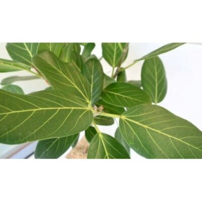 【観葉植物】ベンガルボダイジュ(フィカス・ベンガレンシス)8号(027-1477)