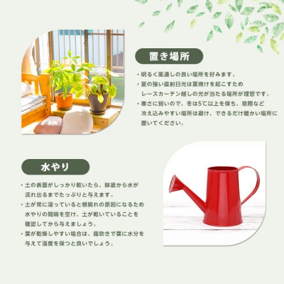 【観葉植物】ベンガルボダイジュ(フィカス・ベンガレンシス)90cm～120cm(027-1477)