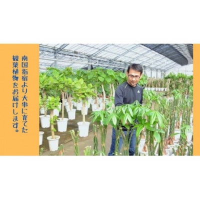 【観葉植物】ベンガルボダイジュ(フィカス・ベンガレンシス)8号(027-1477)