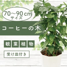 【観葉植物】コーヒーの木70cm～90cm(014-1399)