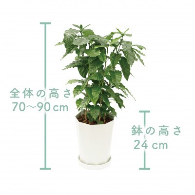 観葉植物】コーヒーの木70cm～90cm(014-1399) | 鹿児島県指宿市