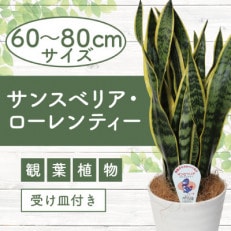 4月上旬～発送【観葉植物】サンスベリア・ローレンティー60cm～80cm(014-1412)