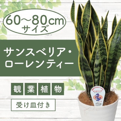 【観葉植物】サンスベリア・ローレンティー60cm～80cm(014-1412)