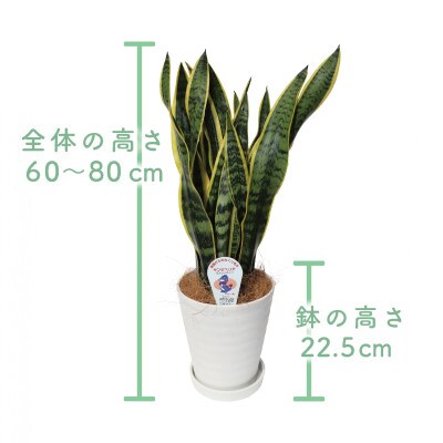 【観葉植物】サンスベリア・ローレンティー60cm～80cm(014-1412)