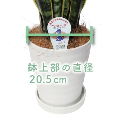 【観葉植物】サンスベリア・ローレンティー60cm～80cm(014-1412)