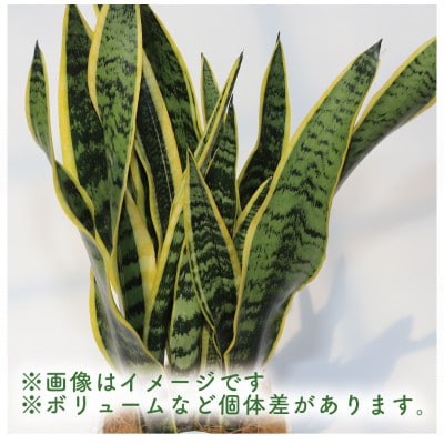 【観葉植物】サンスベリア・ローレンティー60cm～80cm(014-1412)
