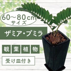 5月上旬より順次発送【観葉植物】ザミア・プミラ60cm～80cmブラック陶器鉢(025-1402)