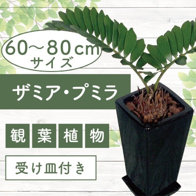 【観葉植物】ザミア・プミラ60cm～80cmブラック陶器鉢(025-1402)