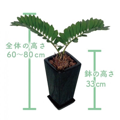 【観葉植物】ザミア・プミラ60cm～80cmブラック陶器鉢(025-1402)