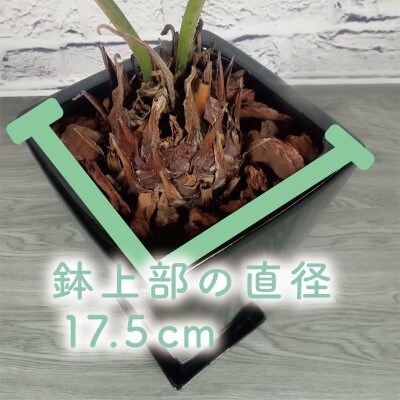 【観葉植物】ザミア・プミラ60cm～80cmブラック陶器鉢(025-1402)