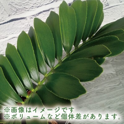 【観葉植物】ザミア・プミラ60cm～80cmブラック陶器鉢(025-1402)