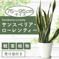 【観葉植物】サンスベリア ローレンティー 75cm～95cm(014-1406)