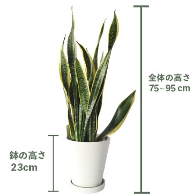 【観葉植物】サンスベリア ローレンティー 75cm～95cm(014-1406)