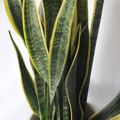 【観葉植物】サンスベリア ローレンティー 75cm～95cm(014-1406)