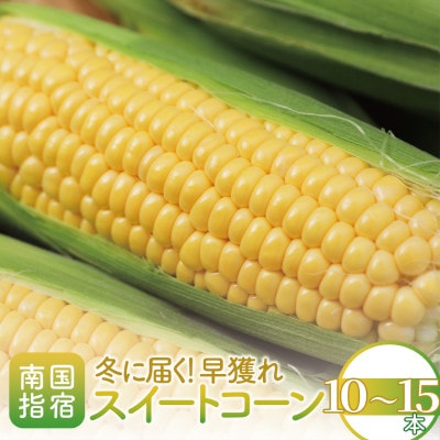 スイートコーン 10本～15本 温暖な気候とハウスで育ったあま～いとうもろこし(010-1517)