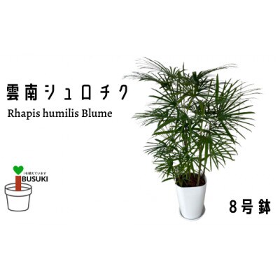 1月上旬より順次発送【観葉植物】雲南シュロチク8号(035-1500) | お