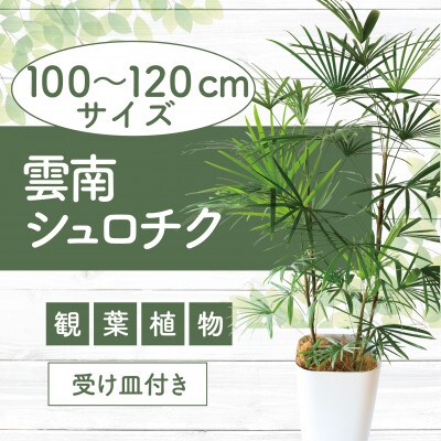 雲南シュロ竹7号サイズ受け皿付き