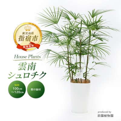 【観葉植物】雲南シュロチク100cm~120cm(035-1500)