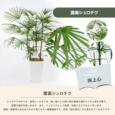 【観葉植物】雲南シュロチク100cm～120cm(035-1500)