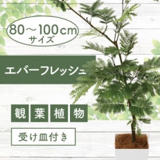 4月上旬より順次発送【観葉植物】エバーフレッシュ80cm～100cm(014-1541)