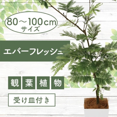 PLANCHU 観葉植物 エバーフレッシュ 3.5号鉢 受け皿付き 育て方説明書付き Cojoba arborea var. angustifolia  ネムノキ