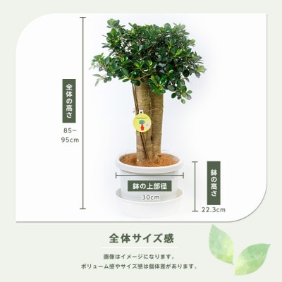 パンダガジュマル　木根垂れ下がりタイプ 沖縄やんばる産 パンダガジュマル 木根垂れ下がりタイプ 沖縄やんばる産（観葉