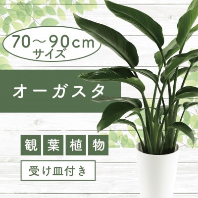 【観葉植物】オーガスタ70cm～90cm(014-1379)