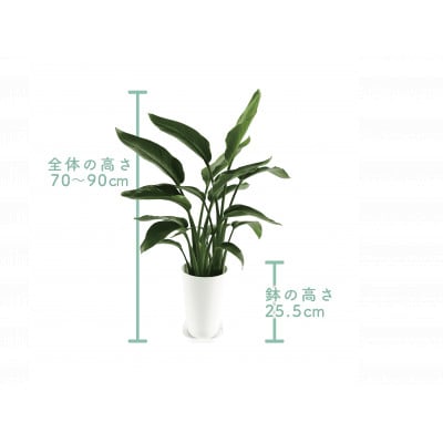 【観葉植物】オーガスタ70cm～90cm(014-1379)