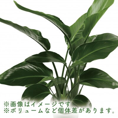 【観葉植物】オーガスタ70cm～90cm(014-1379)