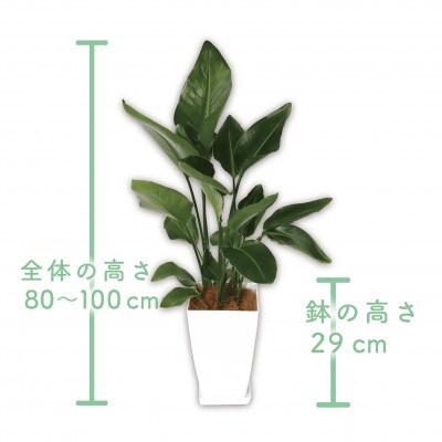 【観葉植物】オーガスタ80cm～100cm(025-1382)