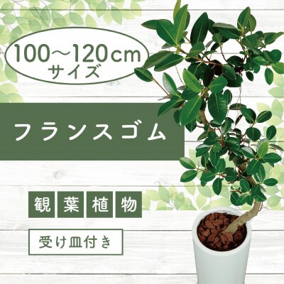 【観葉植物】フランスゴム100cm～120cmホワイト陶器鉢(035-1471)
