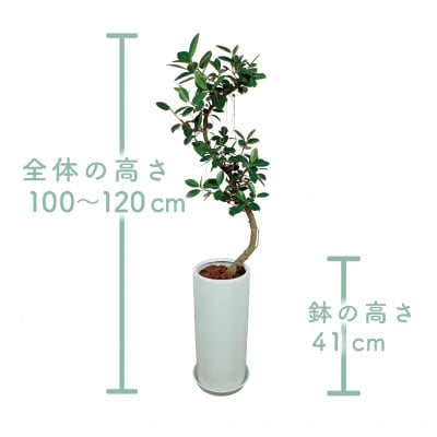 【観葉植物】フランスゴム100cm～120cmホワイト陶器鉢(035-1471)